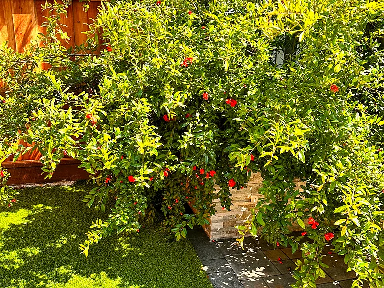 Pomegranate Tree!