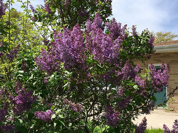 Large Lilac bush