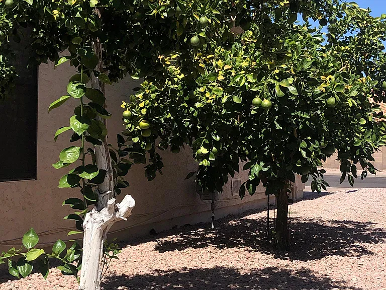 Mature citrus