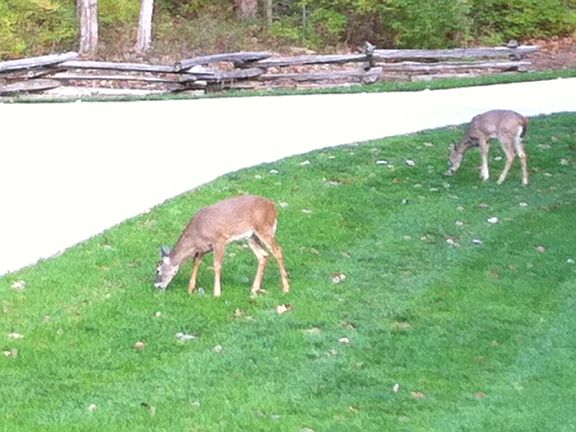 Deer in front lawn