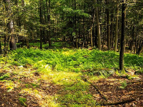 2nd image of Dewitt Road