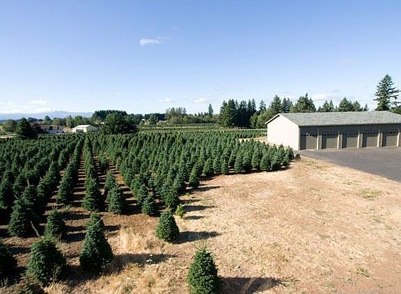 Approx. 30,000 Christmas trees