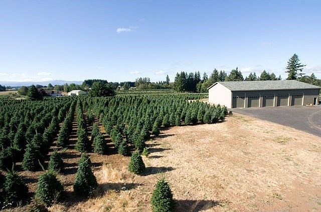 Approx. 30,000 Christmas trees