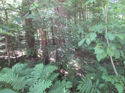 40 Ellen Brook Road, Hillsborough, NH, 03244