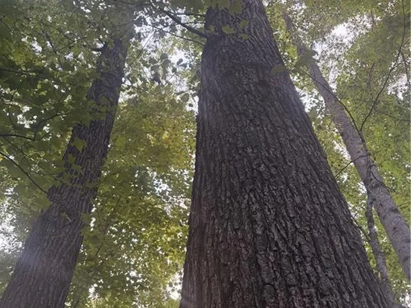 LOT 1 Edgewood Rd, Wilkesboro, NC 28697