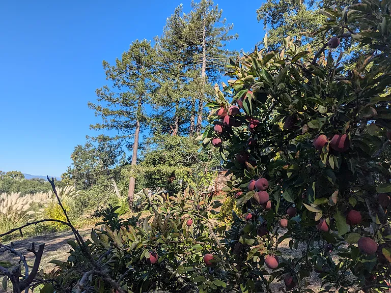 Panorama Dr — Photo 16