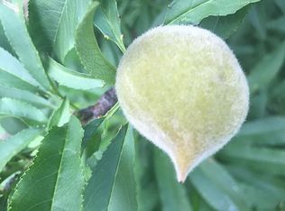 2401 Fm 1141, Rockwall, TX 75087