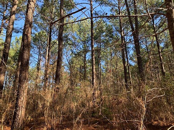 Approximately 40 Acres of Merchantable Pine Timber