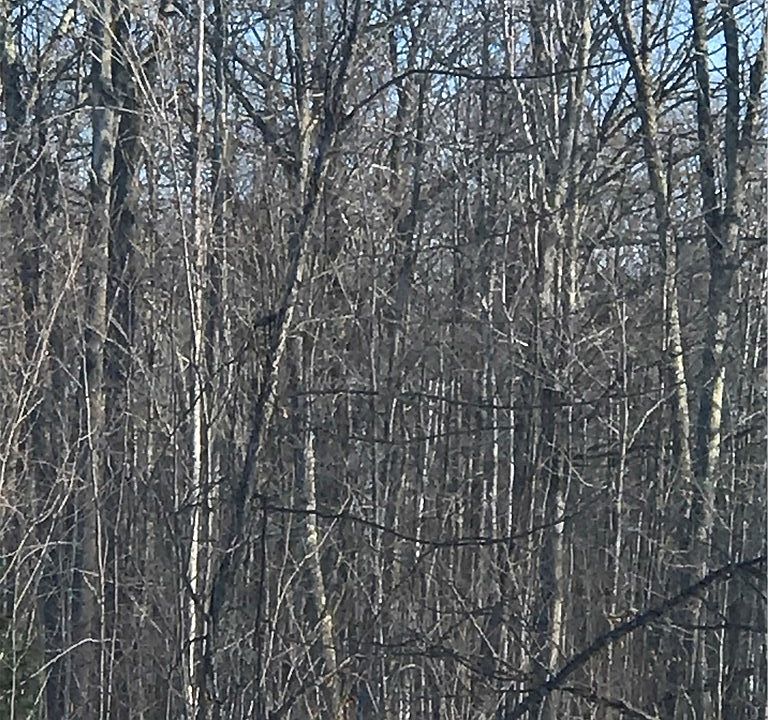 2nd image of 80 Acres Half Mile Rd