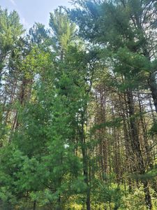 Blue Lake Rd, Minocqua, WI, 54548