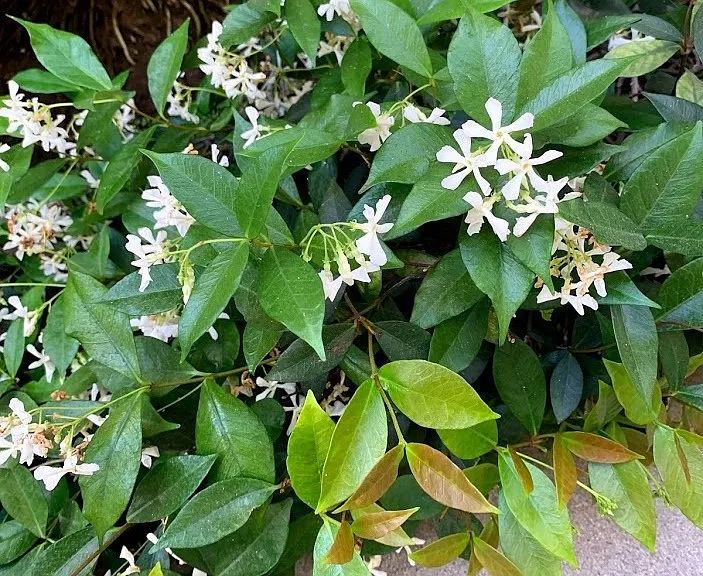 Galaxy — Photo 6