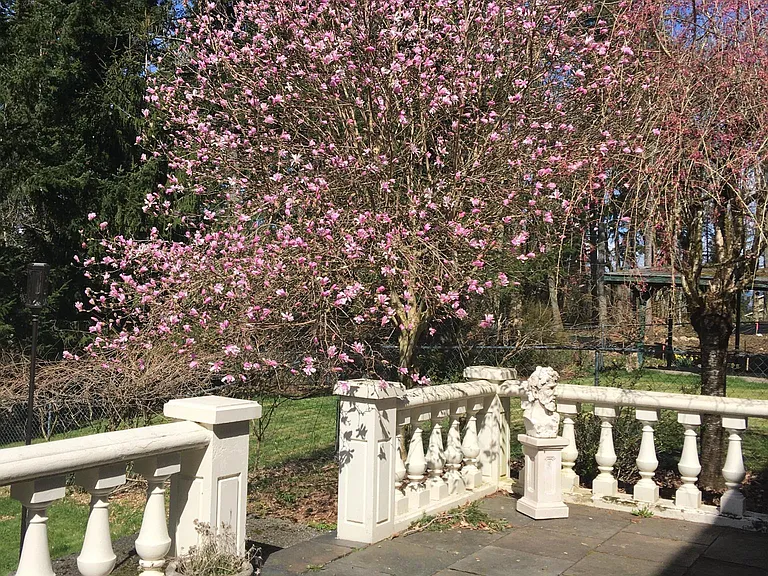 cherry blossom
