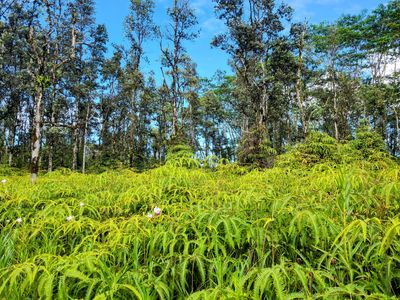 Kehau Rd, Pahoa, HI, 96778