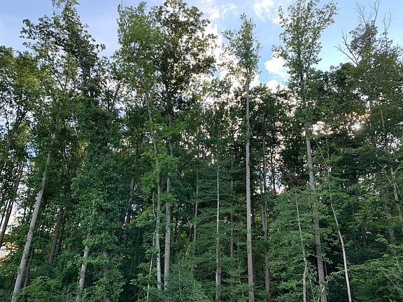 trees in back