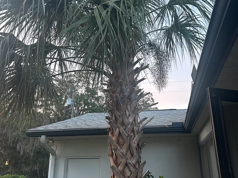 Palmetto tree near the patio