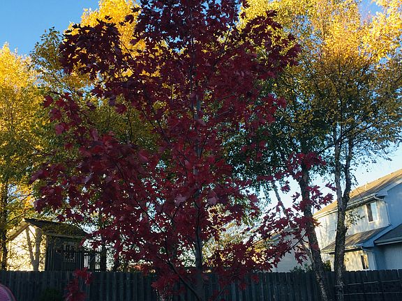 New trees, bushes and plants