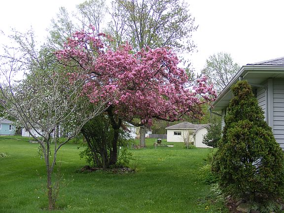 Side yard