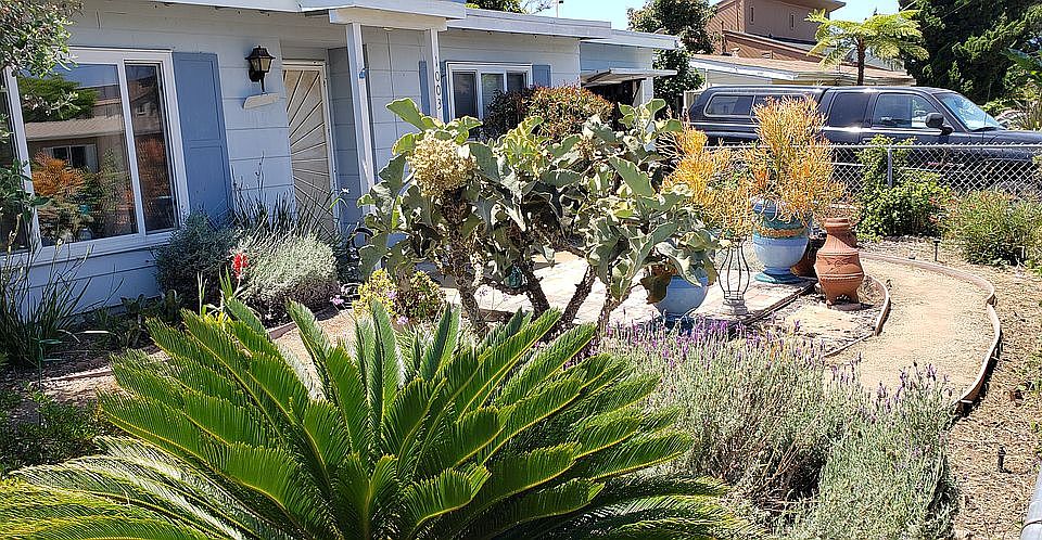 Drought Tolerant Front Yard
