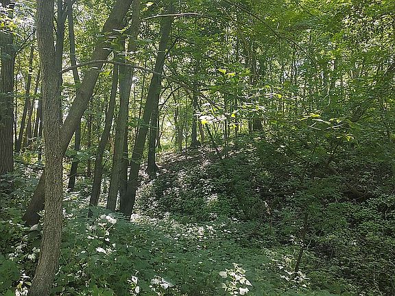 Magical Forest