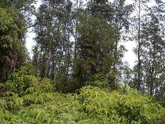 1st image of Road 9 Koloa Maoli Lot 5567