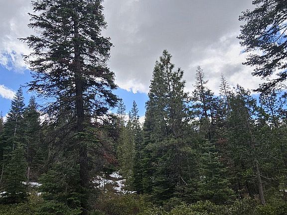 5th image of Leopard Ln #3711-015A0-04300