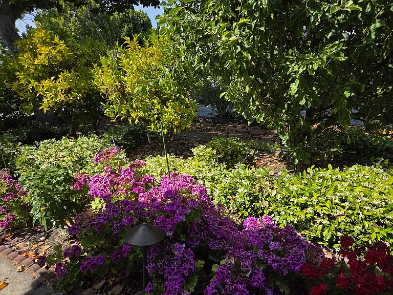 front yard