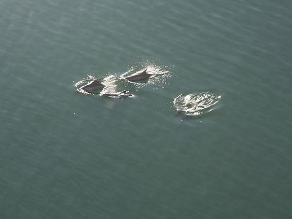 You can see dolphins from your window