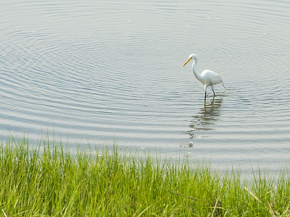 egret waiting for lunch