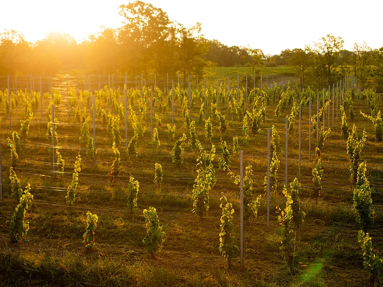 Sunrise over the back vineyard block as seen from the expansive back deck