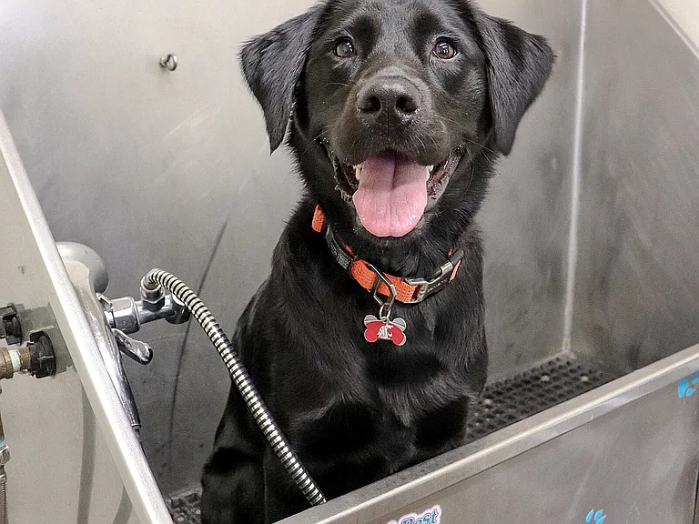 Pet Washing Station
