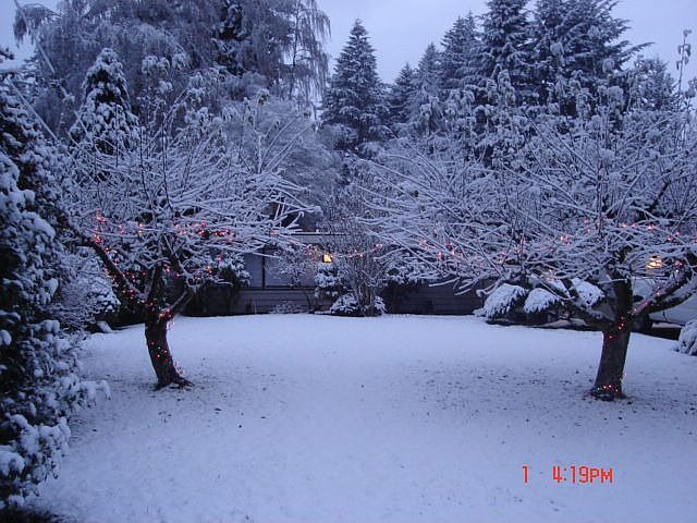 Front yard in winter