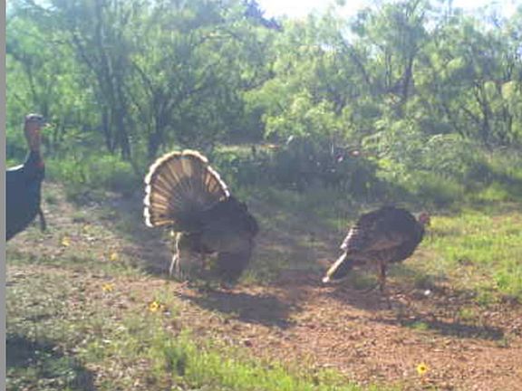 4th image of LOT 11 Summerhill Rd