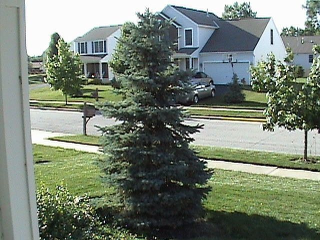 Colorado Blue Spruce planted in front yard
