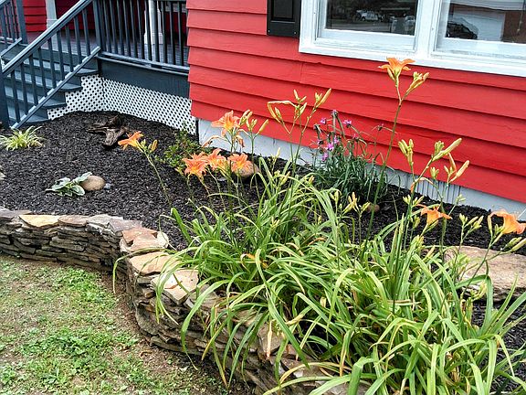Day Lillies blooming and bright orange