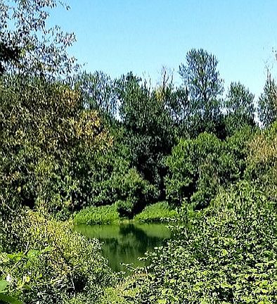 Willamette River/ front yard