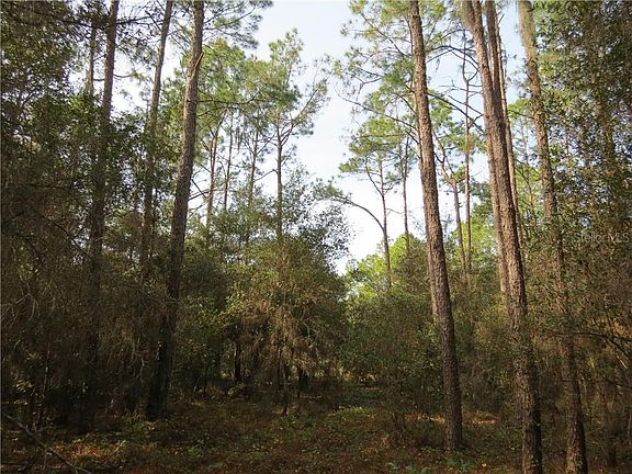 5th image of Alligator Bobs Pl