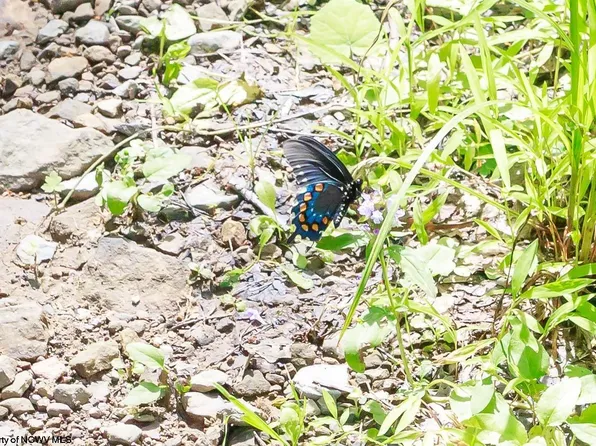 Shavers Frk, Bowden, WV 26254