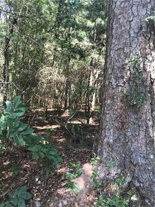 Burch Rd, Mount Hermon, LA, 70450