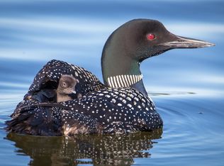 301XX 513th Ave, Ottertail, MN 56571