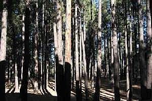 Enjoy the cool pines