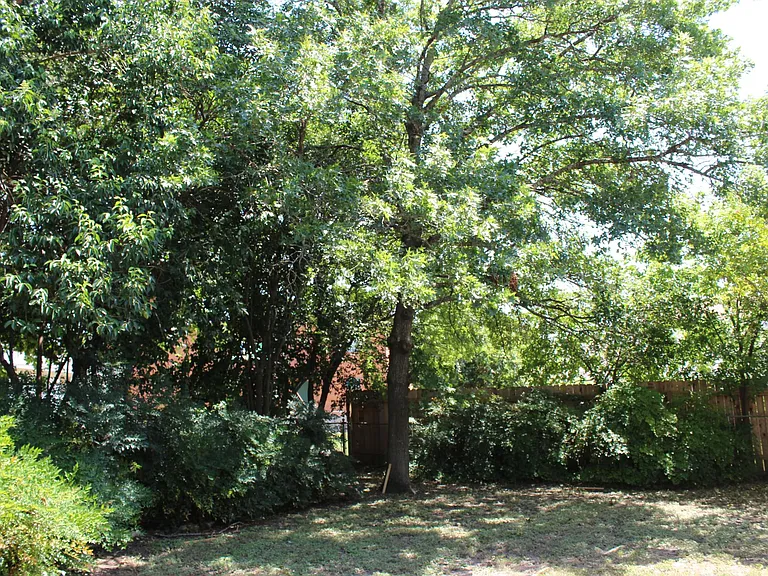 Back yard oak tree