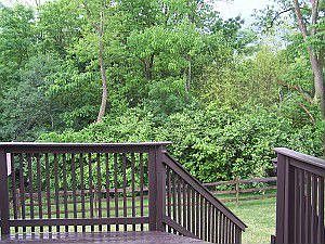 Wooded View