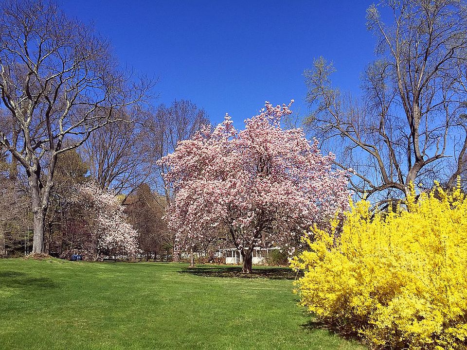 Spectacular Specimen Trees