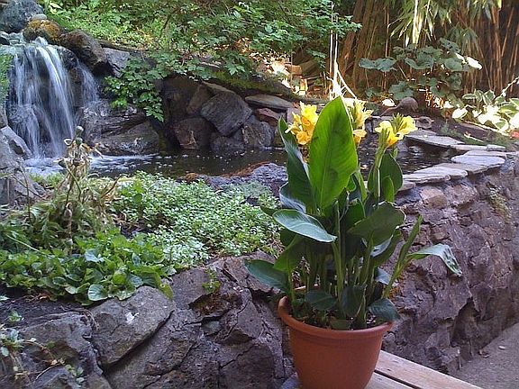 Rear yard w/water feature.