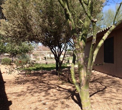 3rd image of 5340 W Campo Bello Dr