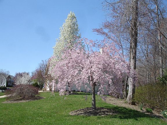 Attractive Landscaping