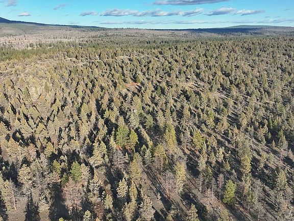 5th image of Canvasback