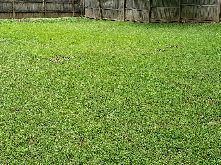 back yard