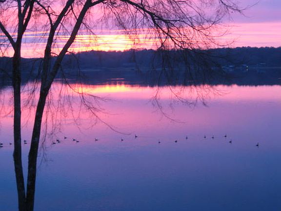 Christmas 2010 Canada geese