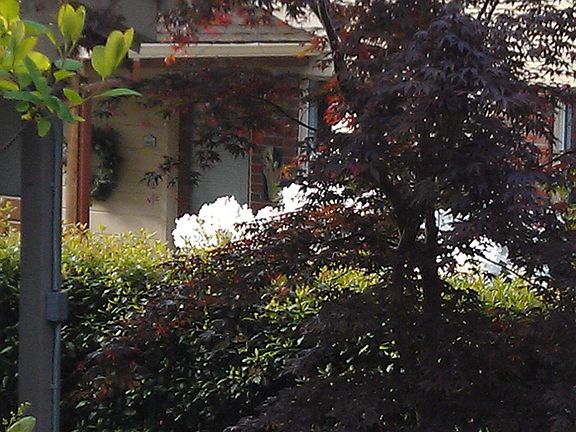 Back Door